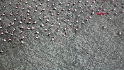 Burdur Yarışlı Gölü'nde 141 Kuş Türü Tespit Edildi Hd
