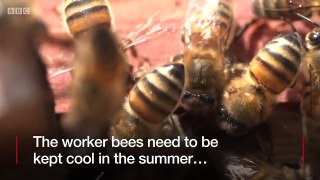 Bees living on top of a London mosque - BBC News