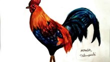 Drawing Rooster Color Pencil
