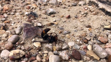 Seine-et-Marne : un nid de frelons exterminé à Blandy-les-Tours