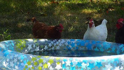 Poupoules piscine