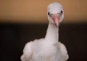 Chester Zoo Celebrates the Arrival of 21 Flamingo Chicks