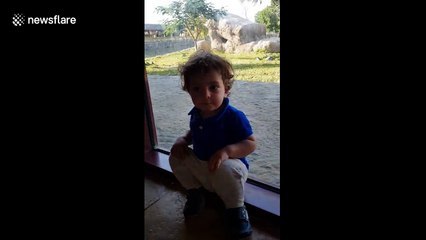 Lion attempts to attack a clueless boy through glass