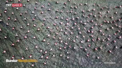 Burdur Yarışlı Gölü'nde flamingo yoğunluğu