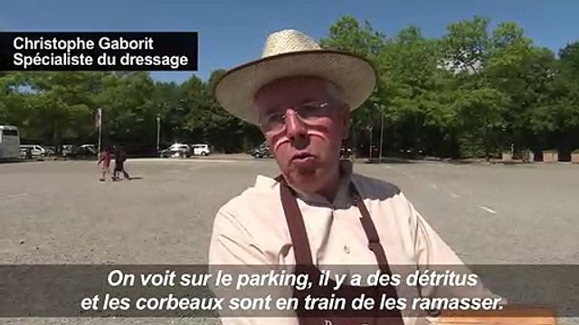 Des corbeaux dressés pour ramasser des mégots