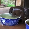 Little Baby Elephant Taking A Bath
