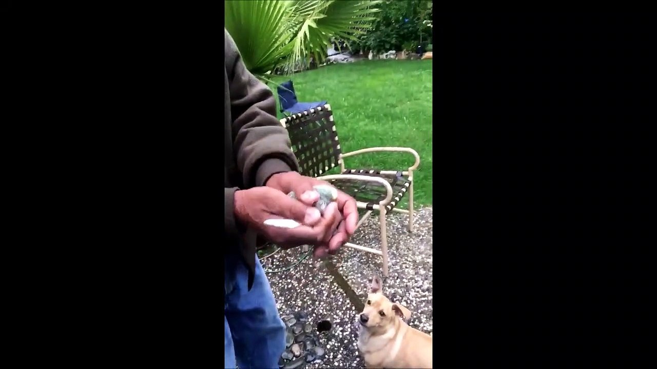 Ils relachent un oiseau mais ça ne va pas se passer comme prévu