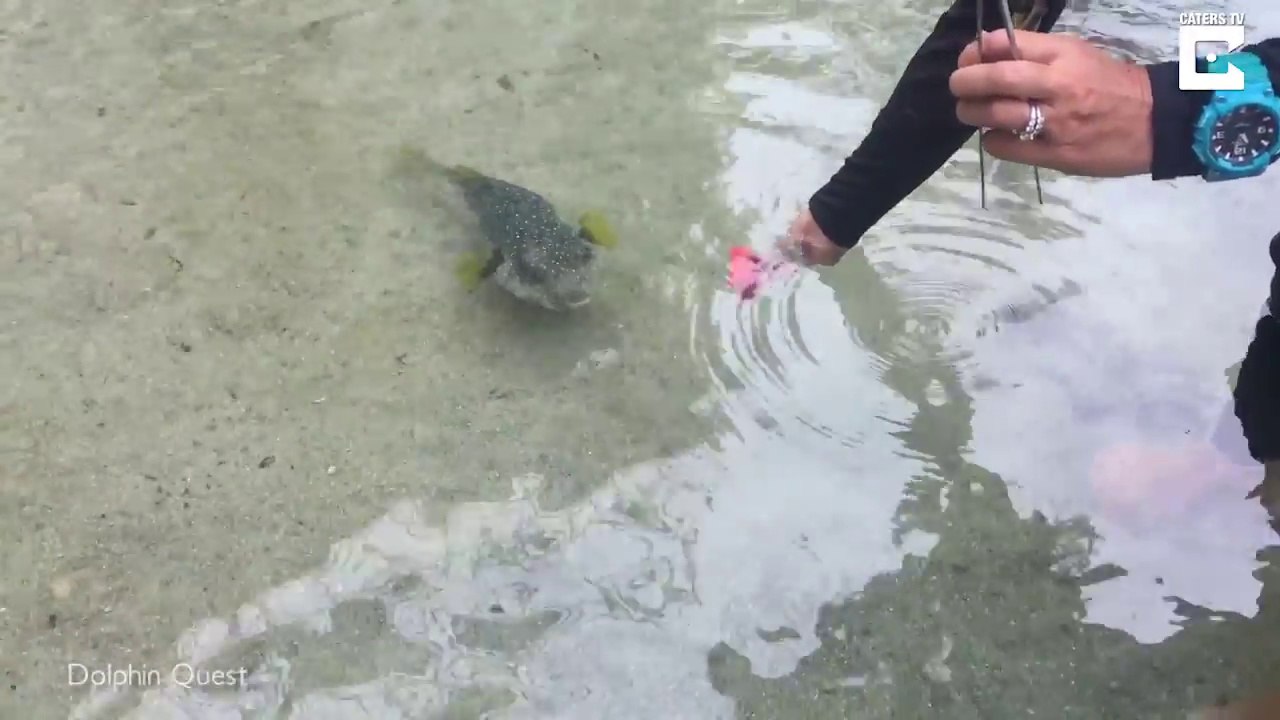 Ils ont dressé un poisson à faire des choses incroyables