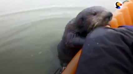 Une petite loutre curieuse grimpe dans un bateau