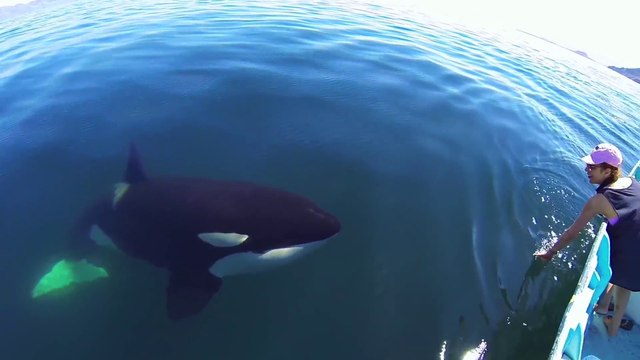 Une orque curieuse vient rencontrer une touriste en bateau - Bahia de los Angeles, Mexico.