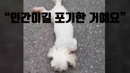 [자막뉴스] 폭염 속...의류수거함에 강아지 유기 / YTN