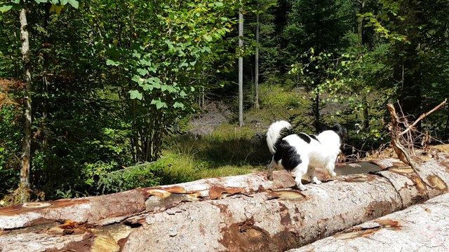 Nouage sur les troncs chasse les mouches