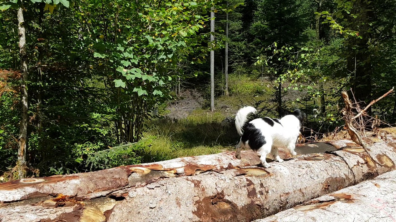 Nouage sur les troncs chasse les mouches