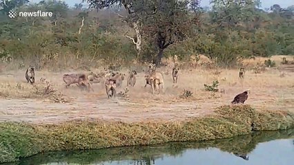 Hyenas relentlessly harass lions until they give up their kill