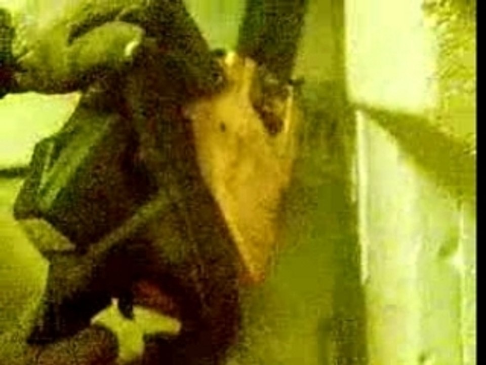 Massacre a la tronçonneuse