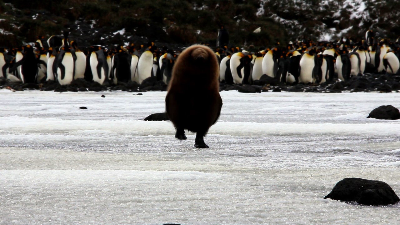 Cute King Penguin Chick Falls Through Ice