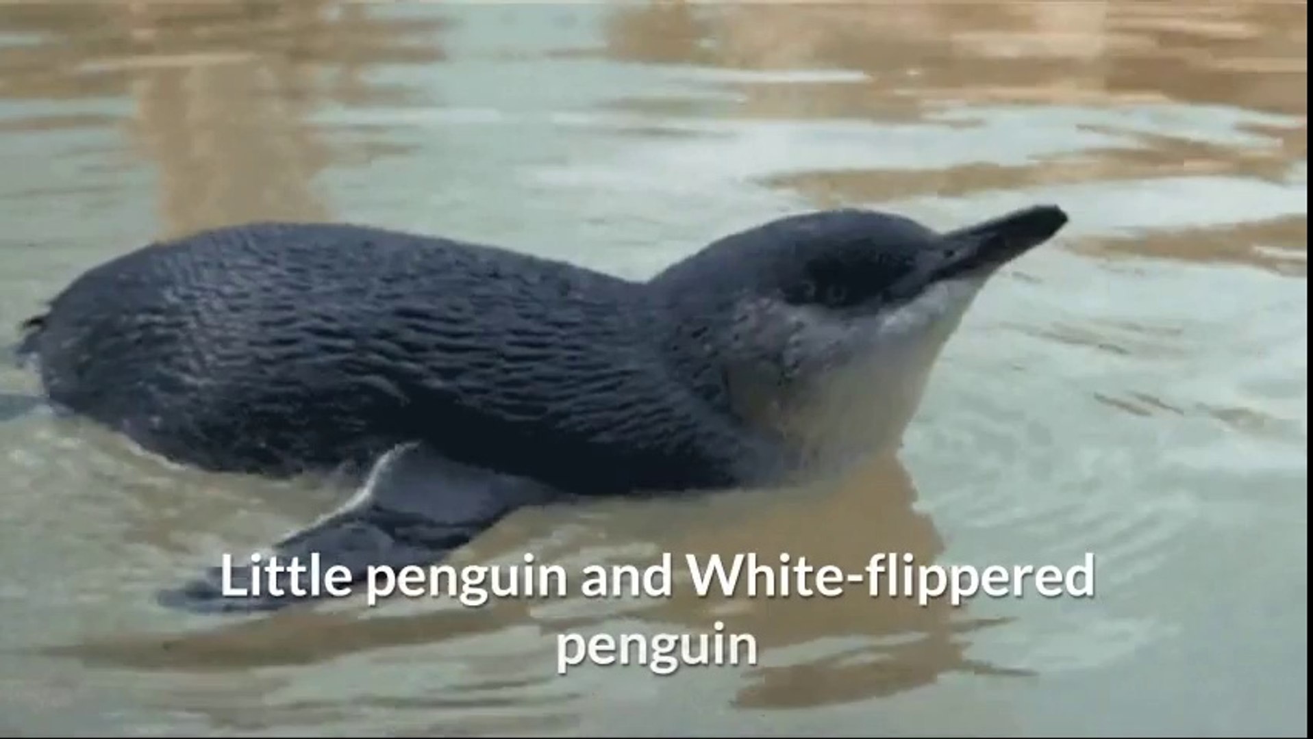 ⁣Little penguin and White-flippered penguin