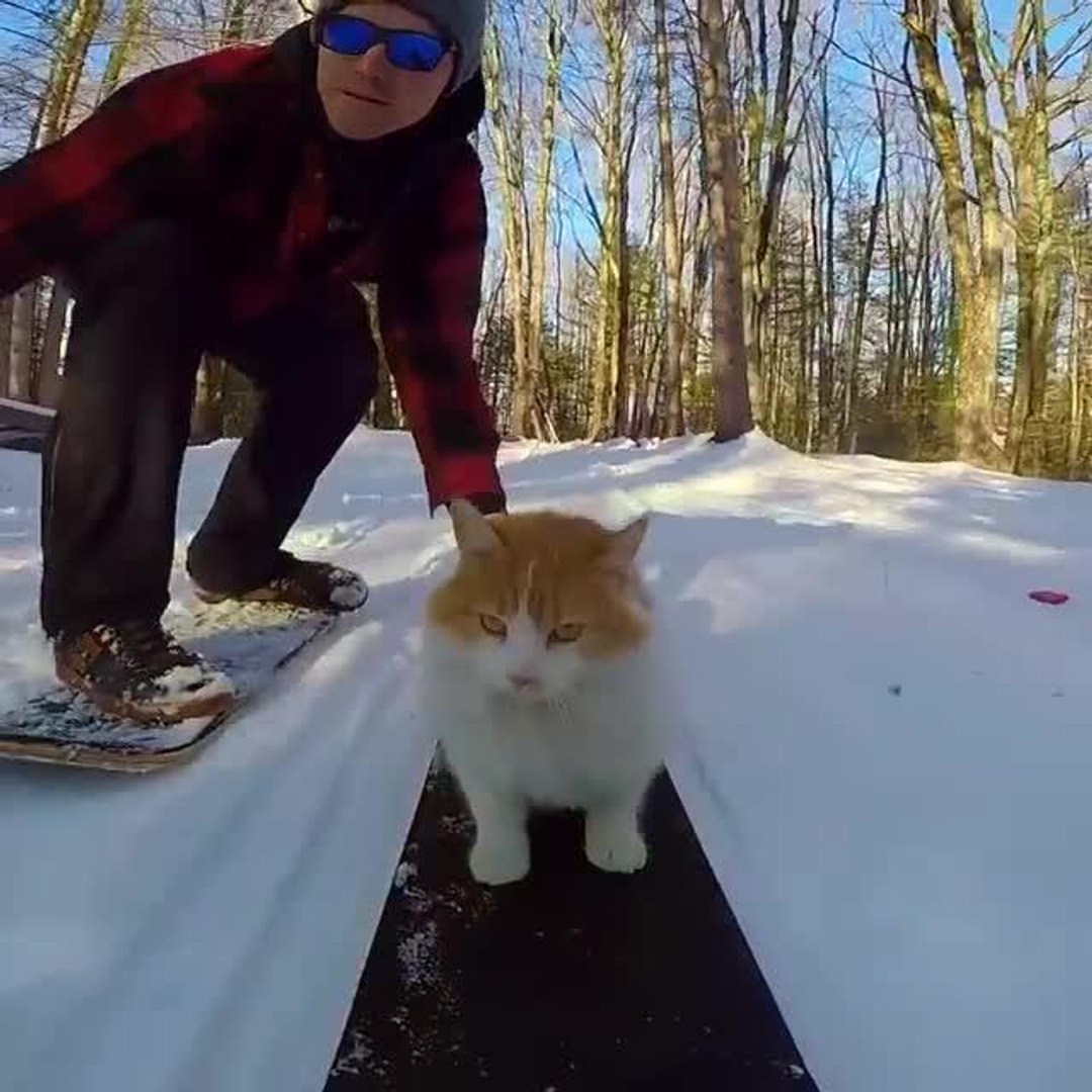 Cat Snowboards Down Hill Next to Owner - video Dailymotion