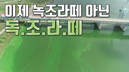 [자막뉴스] 역대급 녹조 수준...이제는 '독조 라떼' / YTN