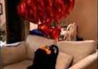Small Dog Delivers Heart-Shaped Balloons