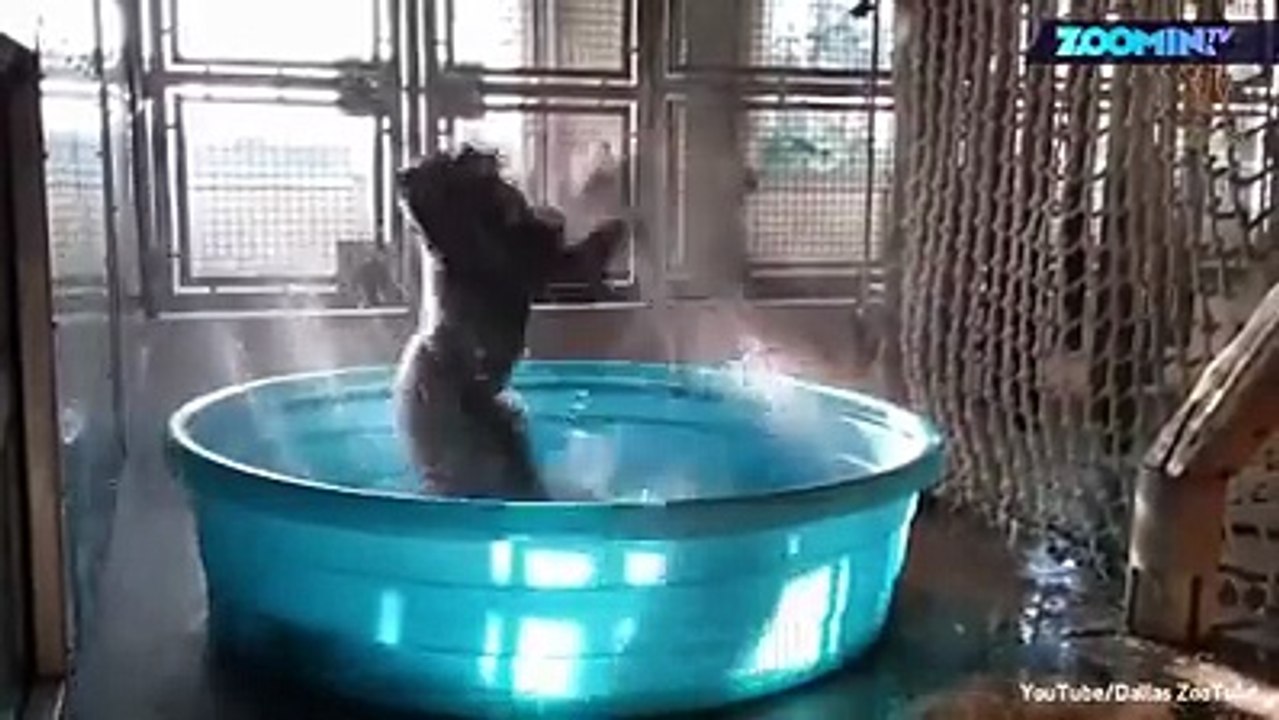 Pool-Party im Zoo von Dallas in Texas. Das Gorilla-Männchen Zola liebt das kühle Nass. Deswegen schenkten ihm Tierpfleger des Zoos einen Swimmingpool . Die Freu
