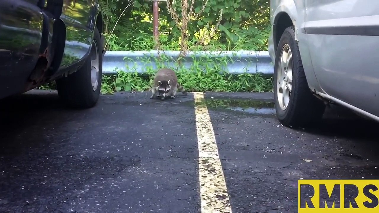 Raccoon Rescue 1 year later update (Just for the curious)