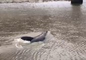 Dolphins and Seal Spotted Playing in Melbourne's Yarra River