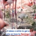 Baby flamingoes take adorable to the next level! 