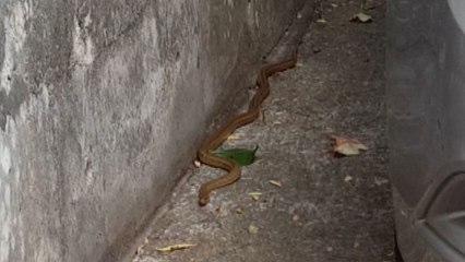 서울 방배동 아파트 단지에 1m 길이 뱀 출현 '아찔' / YTN