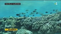 1/3 des récifs coralliens calédoniens désormais protégés