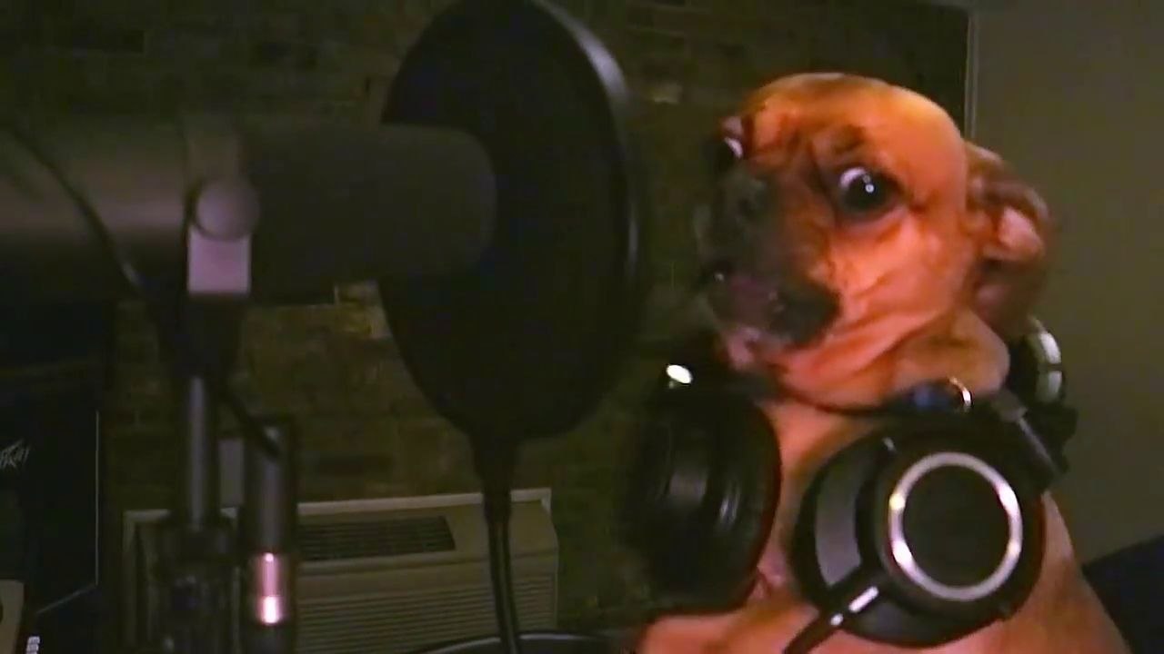 Quatre Chiens musiciens comme son propriétaire