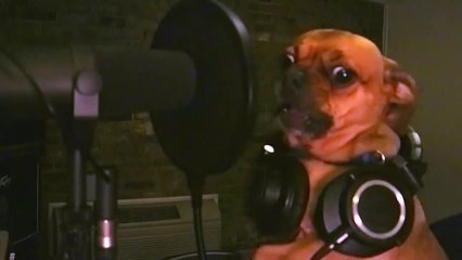 Quatre Chiens musiciens comme son propriétaire