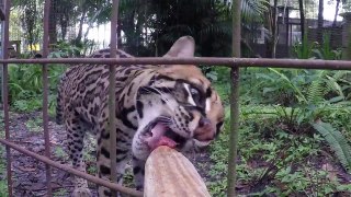 BIG CATS Getting Snacks !