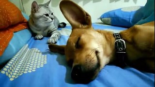 Cat Viciously Attacks Sleeping Dog
