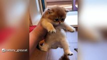 The Cutest British Shorthair Golden Kittens