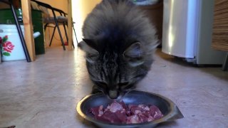The first video of the cat Perseus in the garden house