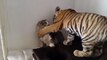 Tiger cub playing with a house cat !