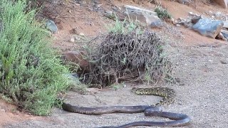 Snake Bite (Cobra vs Python) - Snake Island
