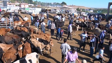 Diyarbakır'da kurbanlıklar zararına satılıyor