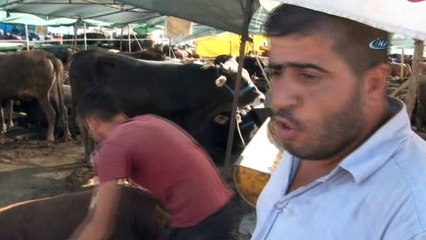 Demokratik çadırın keyifçi danası