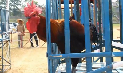 Jaga Kualitas Ayam Pelung Lewat Kontes