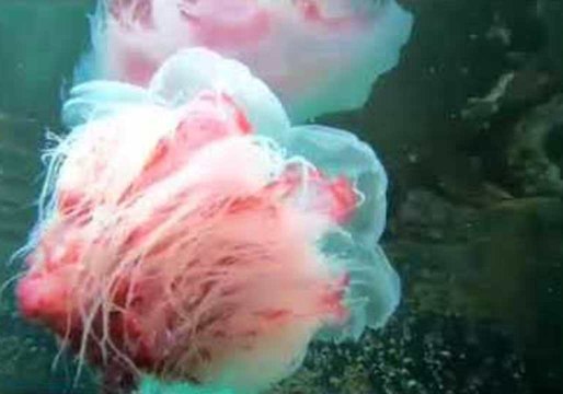 Mesmerising Lion's Mane Jellyfish 'Dances' in Ocean Current