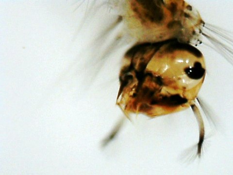 Larves de moustiques ou chironomes ?