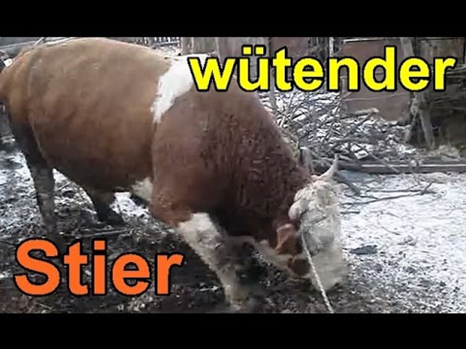 Wütender Stier im Hinterhof