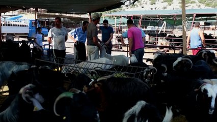Bir tonluk 'Kahraman' sahibini bekliyor - ANTALYA