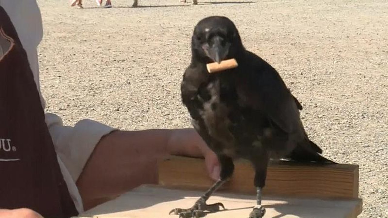 Krähen säubern Freizeitpark in Frankreich