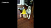 Puppy has perfect way to stop toddler tantrums