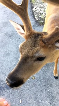 Deer Stops by For a Snack