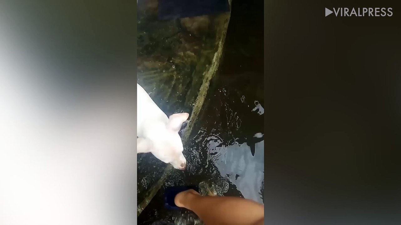 Puppy Swims On Flooded Road