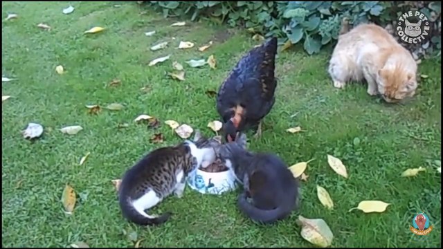 مقاطع مضحك جدا لديوك غاضبة..... ضحك هستيري